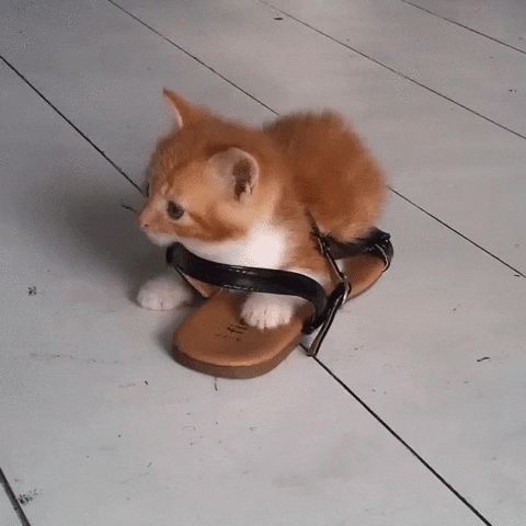 silly cat thinks it's a foot